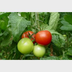 Tomater (500gr)