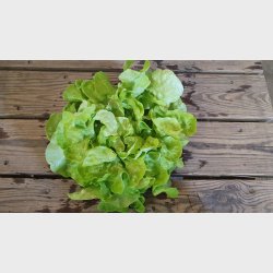 Salat