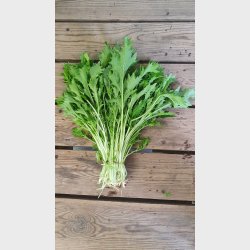 Mizuna sennepssalat