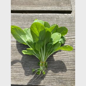 Pak choi 2stk