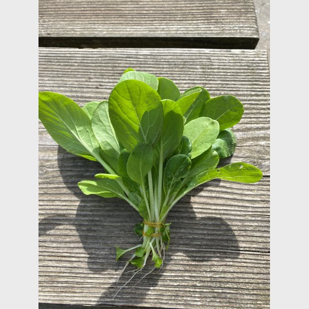 Pak choi 2stk