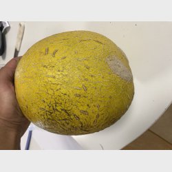 Stor Honningmelon
