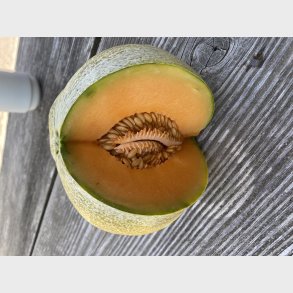 Lille honningmelon