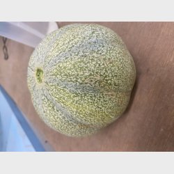 Lille honningmelon