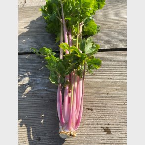 Pink bladselleri