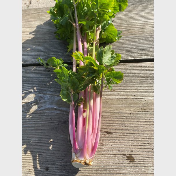 Pink bladselleri