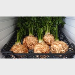 Knoldselleri min. 1kg