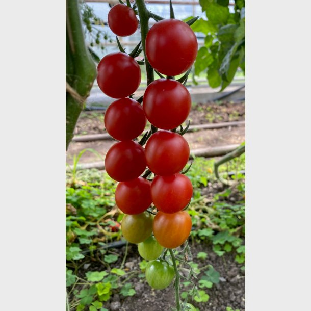 Cherry tomater 250gr