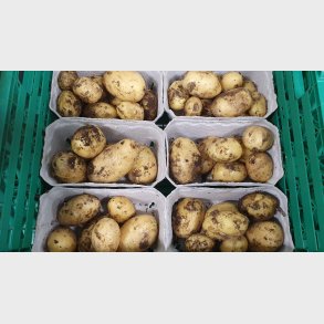 Nye kartofler 500g